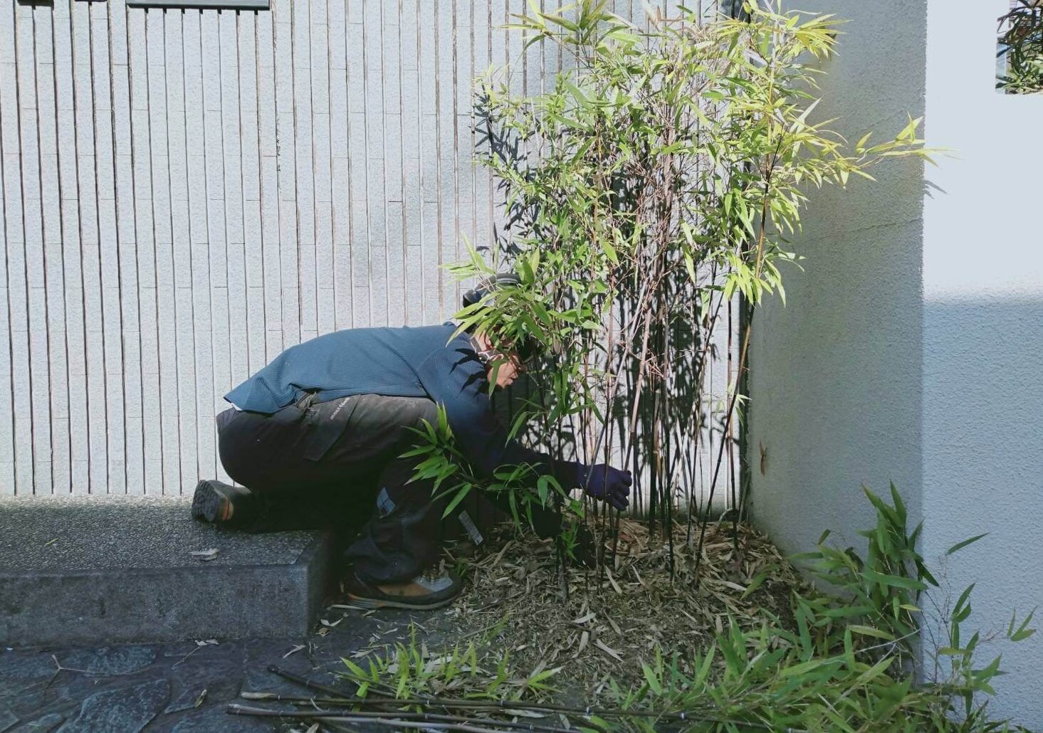 スタッフ杉山が生け垣を進める中、私は玄関前のササからスタートして剪定を進めます。